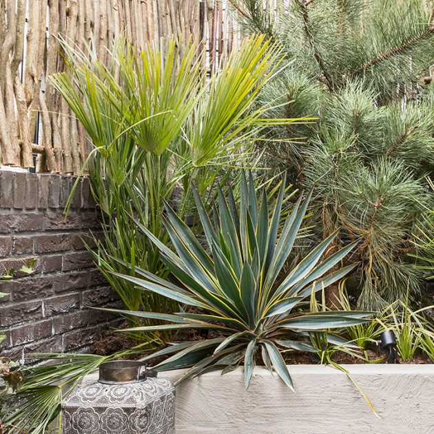 Mediterrane planten in de tuin